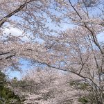 来週の出勤予定(=^x^=)