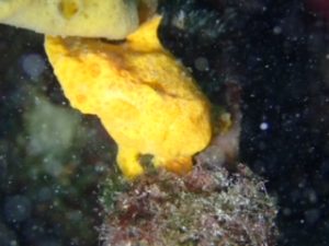 次の出没予定です??